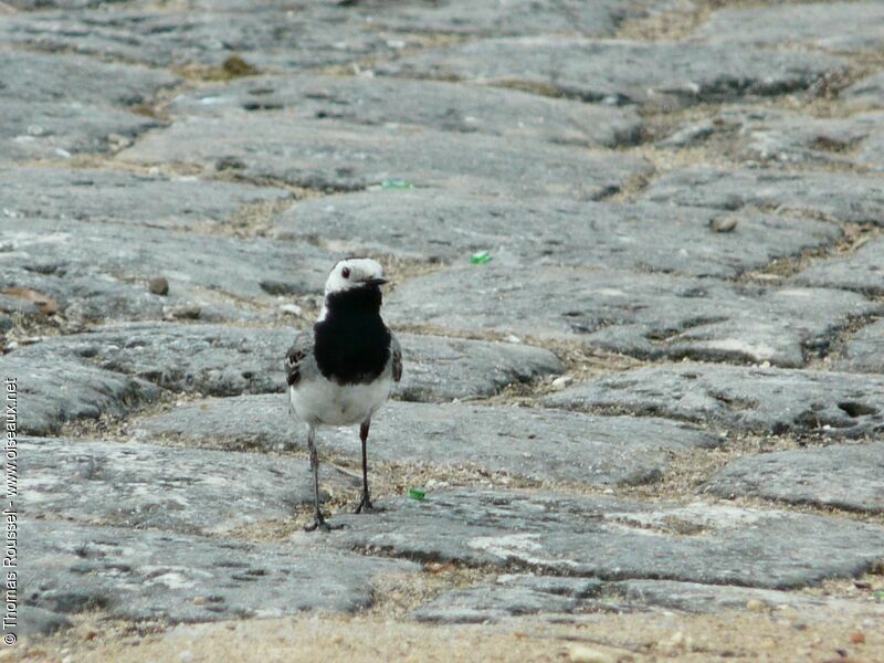 White Wagtail male adult