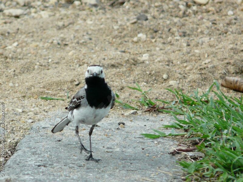 Bergeronnette grise mâle adulte, identification