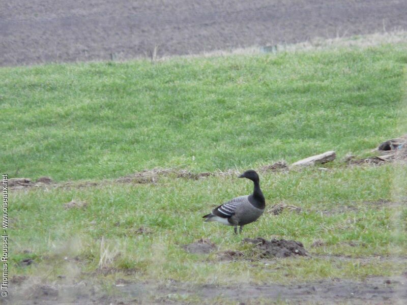 Brant Goose