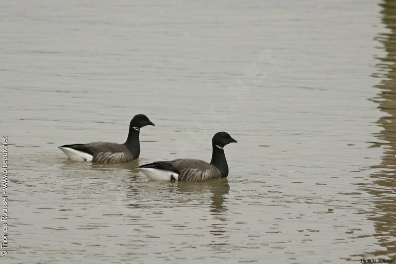 Brant Goose