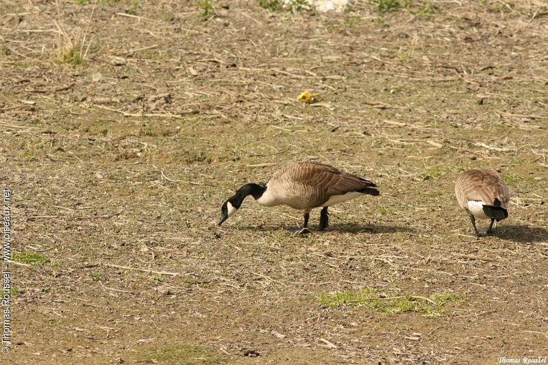 Canada Goose, identification