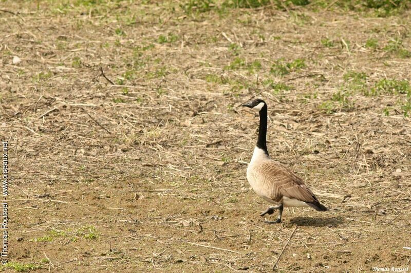 Canada Goose, identification