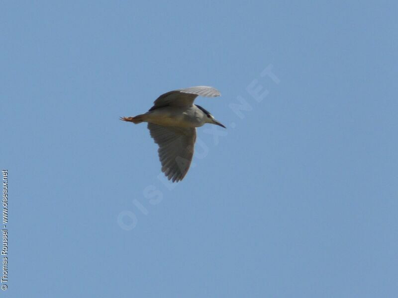 Black-crowned Night Heron, Flight