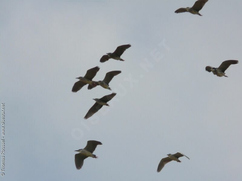 Black-crowned Night Heron, Flight