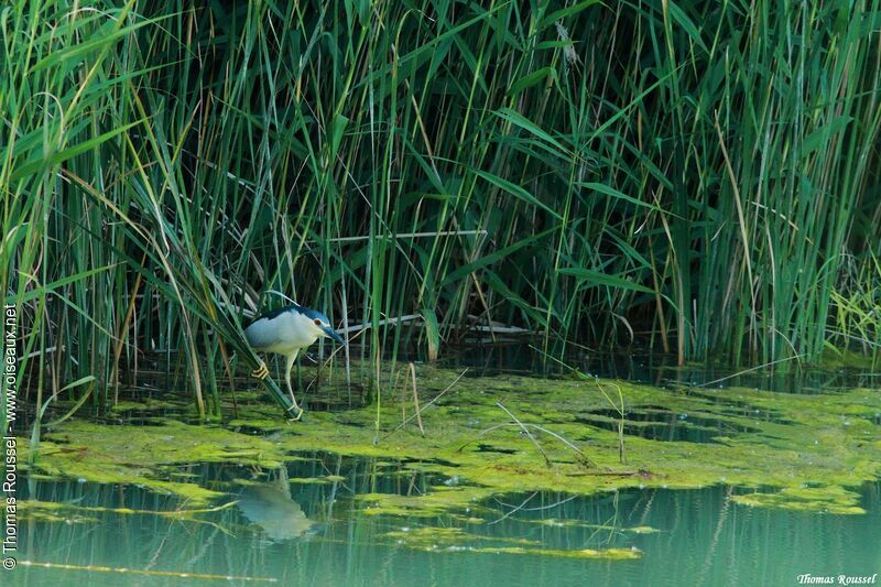 Black-crowned Night Heron