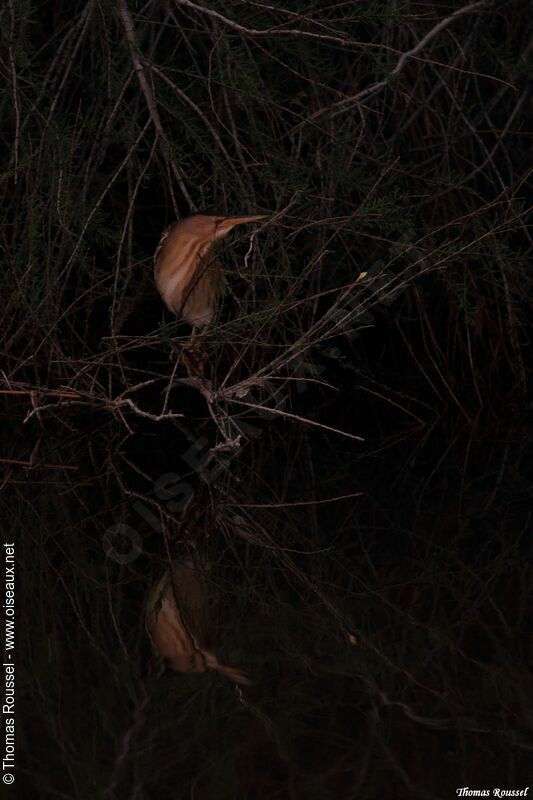 Little Bittern