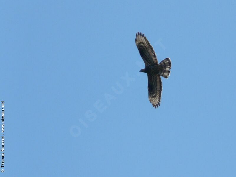 European Honey Buzzardjuvenile, Flight