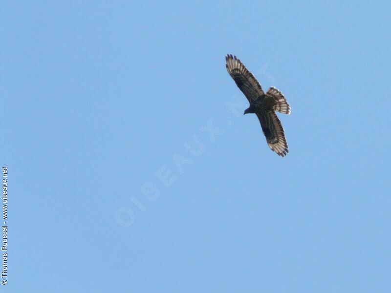 European Honey Buzzardjuvenile, Flight