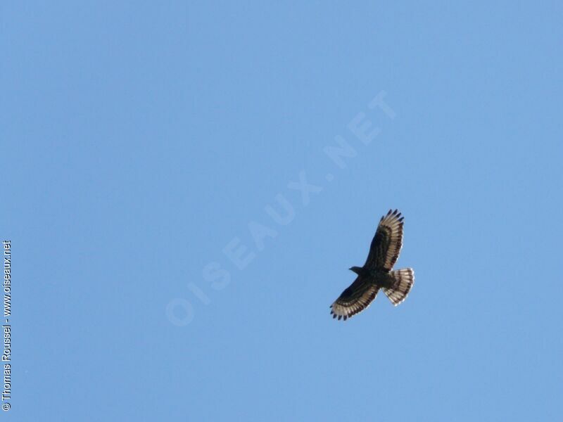 European Honey Buzzardjuvenile, Flight