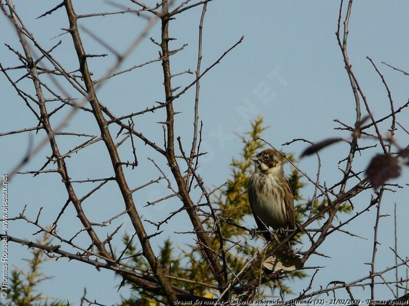 Bruant des roseaux mâle adulte, identification