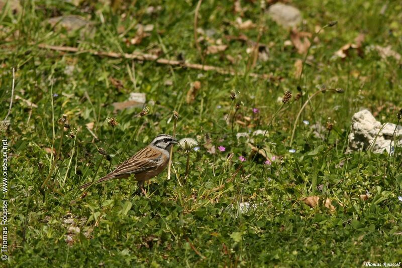 Rock Bunting, identification