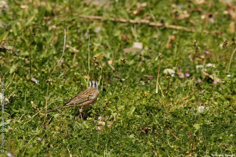 Bruant fou, identification