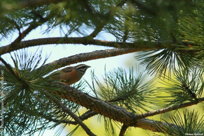 Rock Bunting