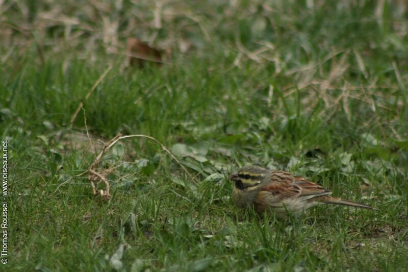 Cirl Bunting male adult