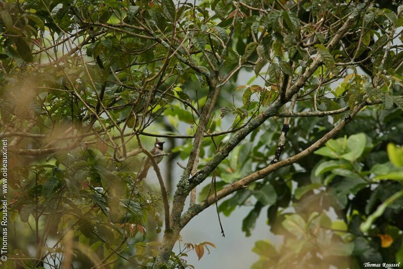 Bulbul à joues blanches, identification