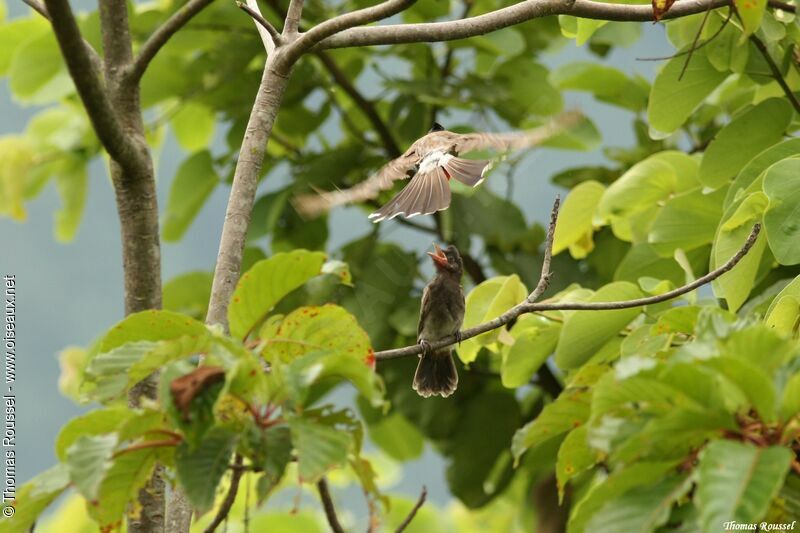 Red-vented Bulbul, Reproduction-nesting, Behaviour