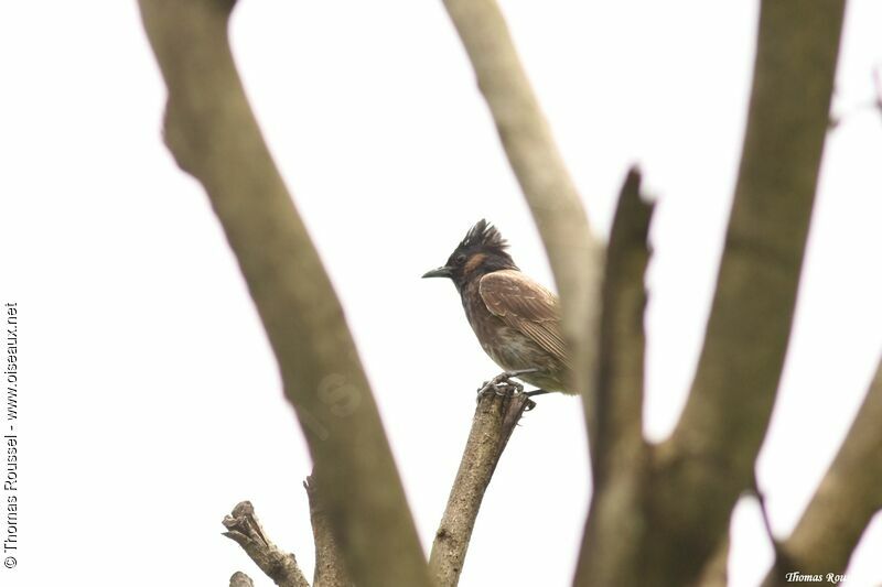 Bulbul à ventre rouge, identification