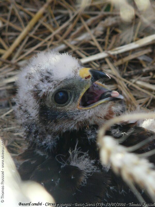 Montagu's HarrierFirst year, Reproduction-nesting