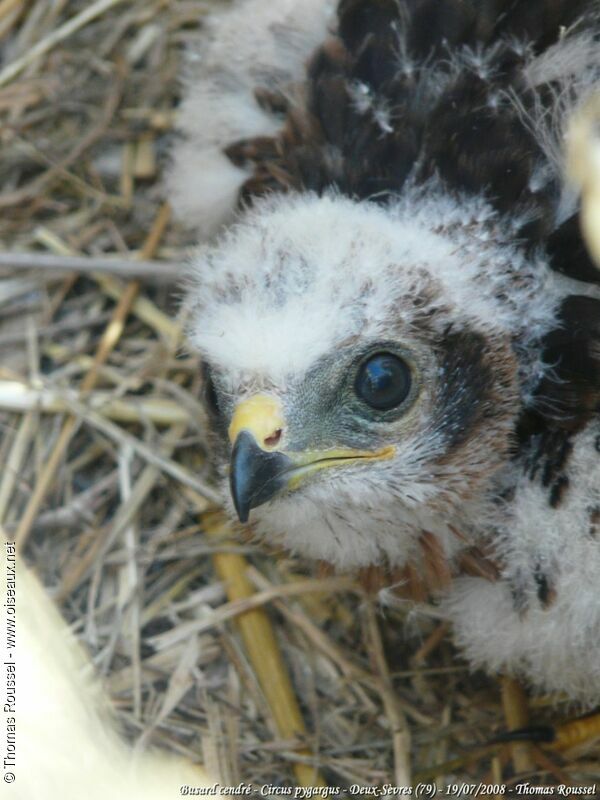 Montagu's HarrierFirst year, Reproduction-nesting