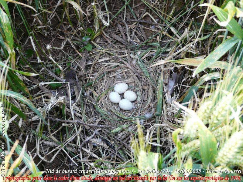 Montagu's Harrier, Reproduction-nesting