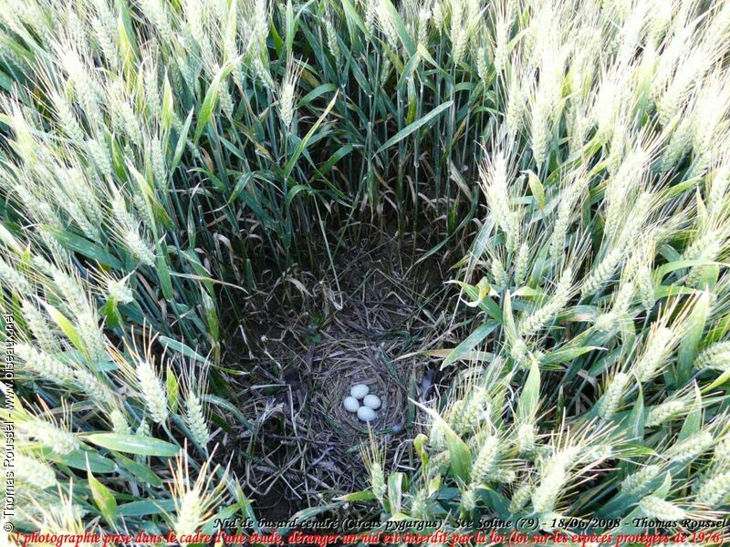 Montagu's Harrier, Reproduction-nesting