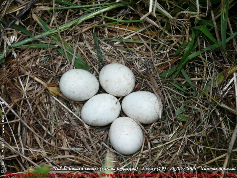 Montagu's Harrier, Reproduction-nesting