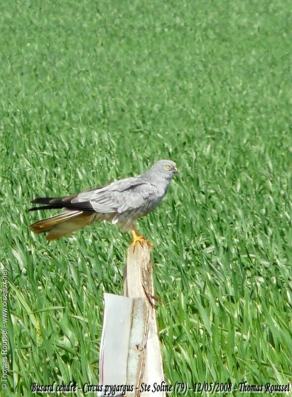 Montagu's Harrier male adult breeding, identification