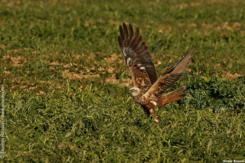 Busard des roseaux mâle, identification