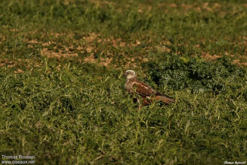 Western Marsh Harrier male Second year, identification