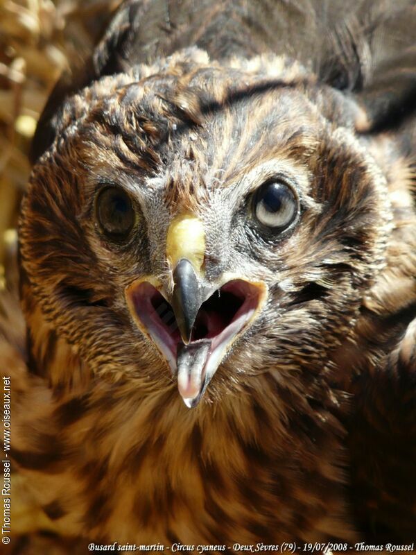 Hen Harrier male First year, Reproduction-nesting