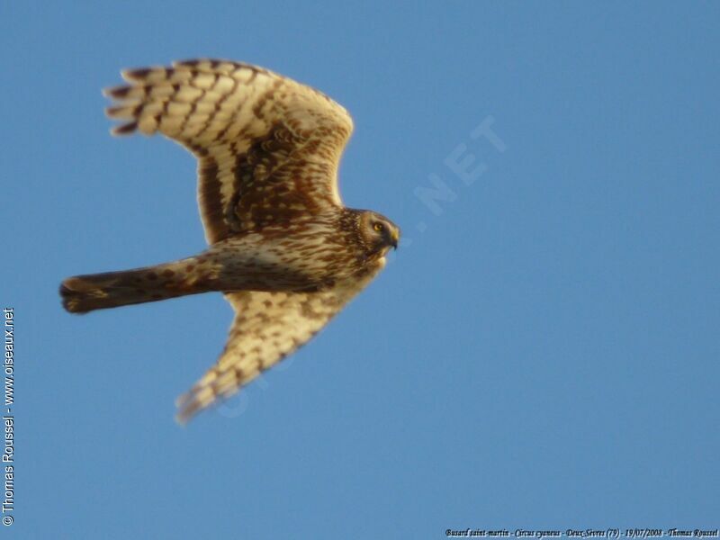 Hen Harrier female adult, Flight