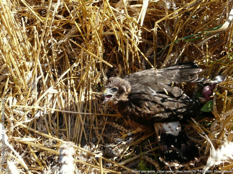 Hen Harrier male First year, Reproduction-nesting