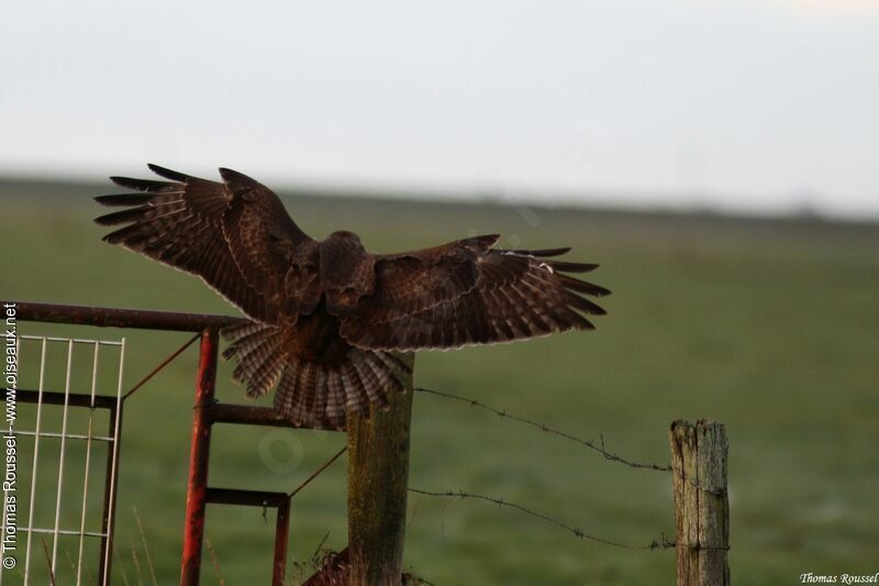 Common Buzzard, Flight