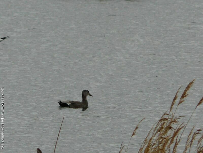 Gadwall