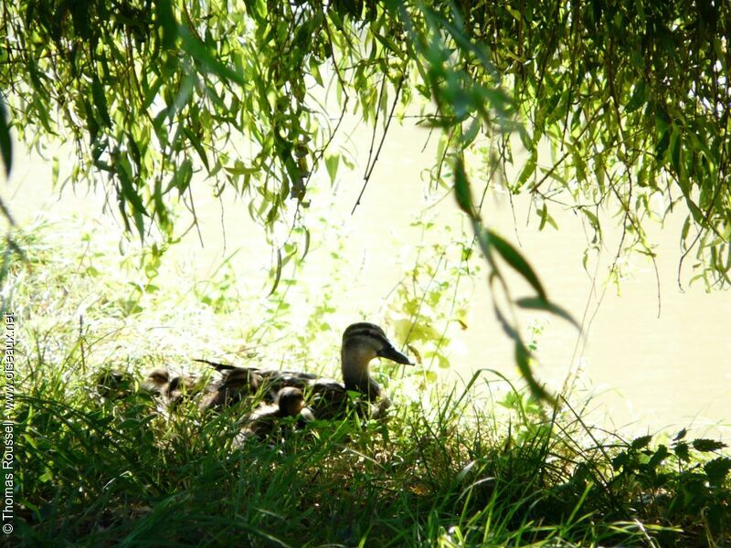 Canard colvert, Nidification