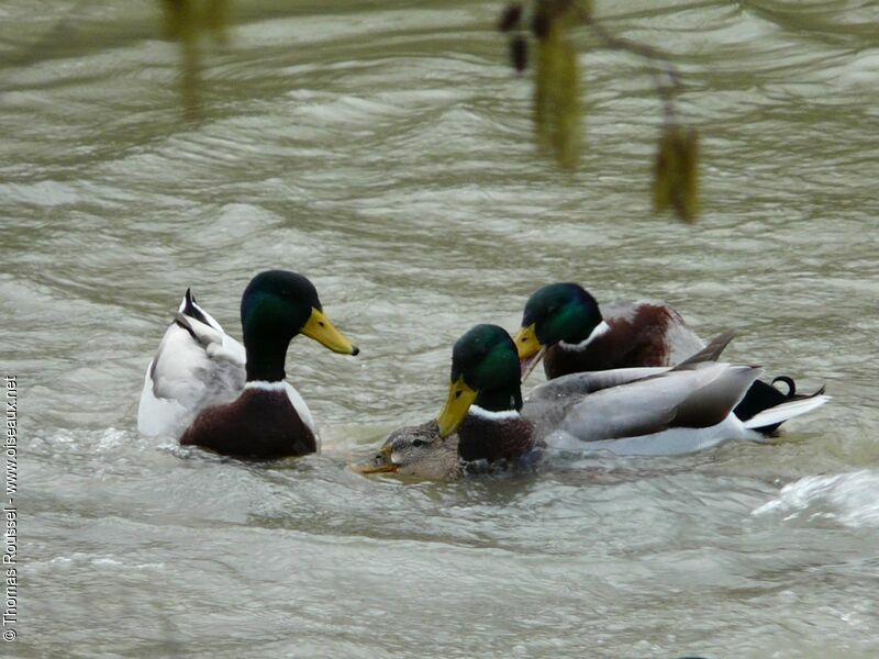 Mallard, Behaviour