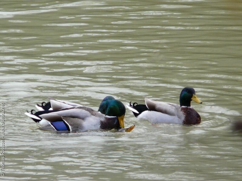 Mallard, Behaviour