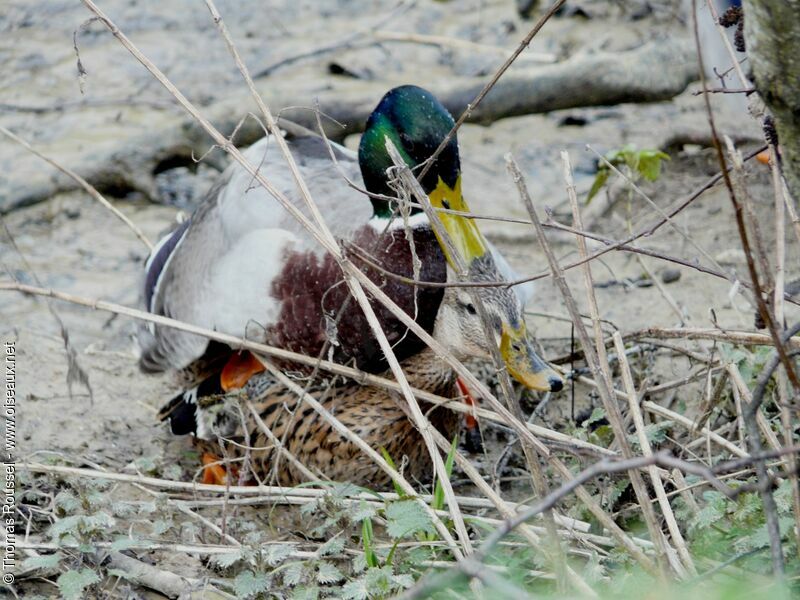 Canard colvert, Comportement