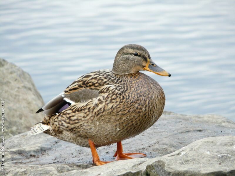 Mallard female adult, identification