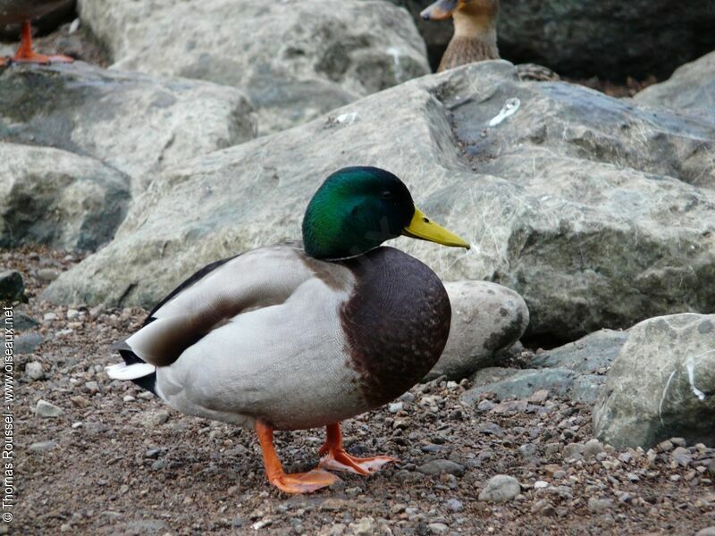 Canard colvert mâle adulte nuptial, identification