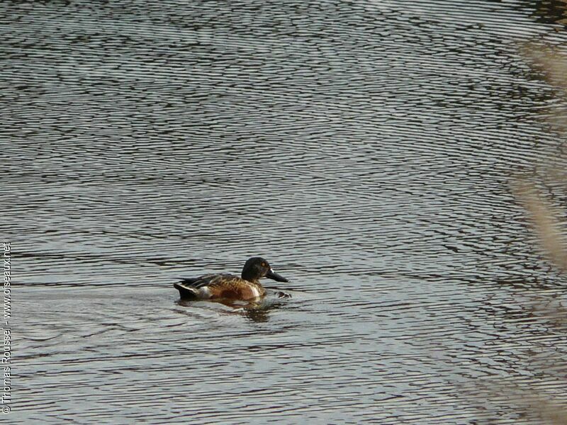 Canard souchet