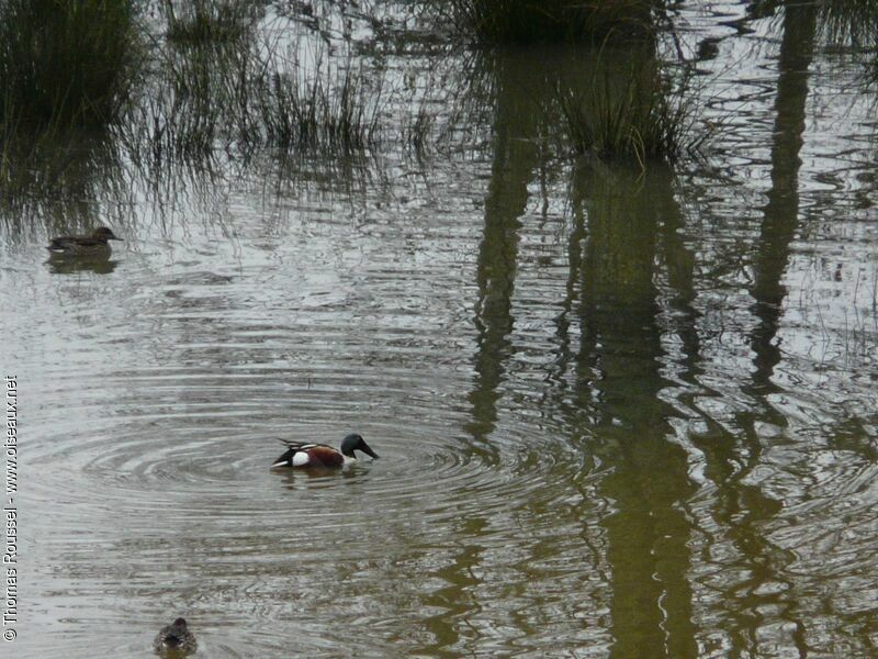 Canard souchet