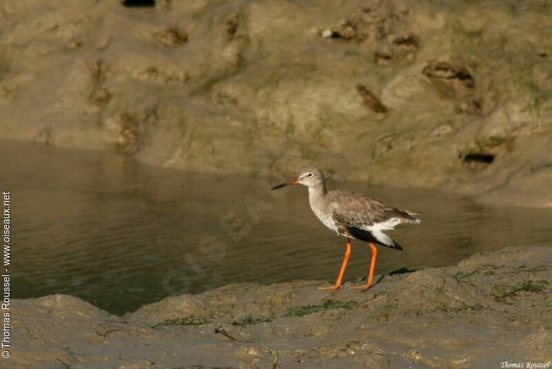 Common Redshank, identification