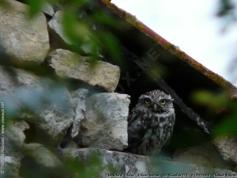 Little Owl