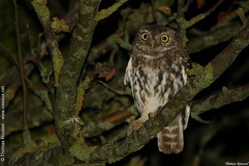 Little Owl, identification