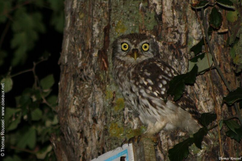 Little Owl, identification