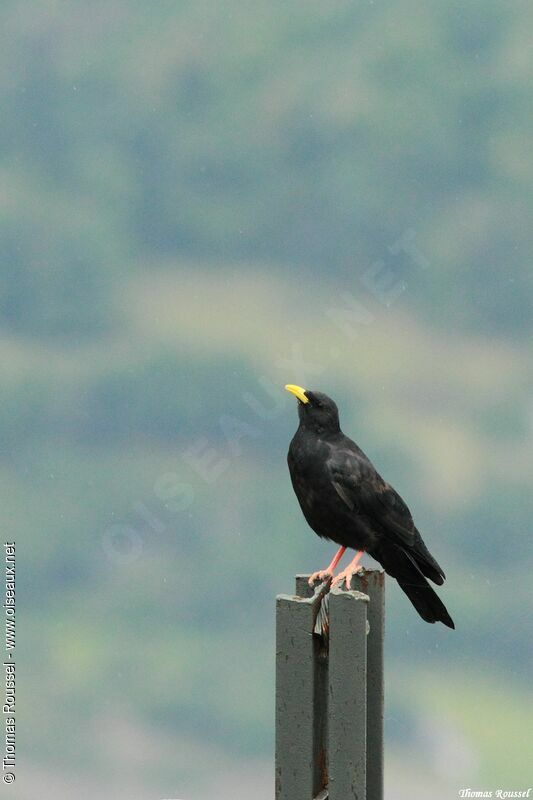 Alpine Chough, identification