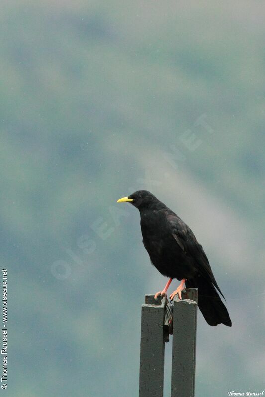 Alpine Chough, identification