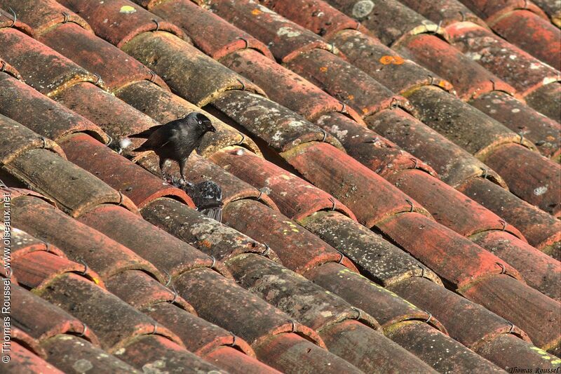 Western Jackdaw, feeding habits, eats