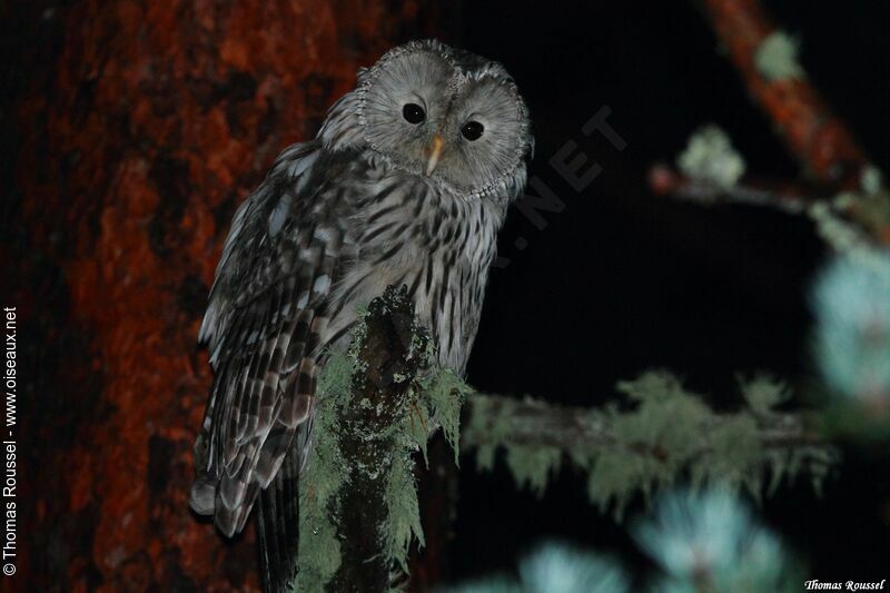 Ural Owl, identification, close-up portrait